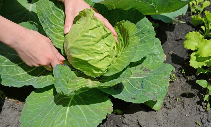 Como Cultivar Couve Em Casa Passo A Passo Feliz Sa De