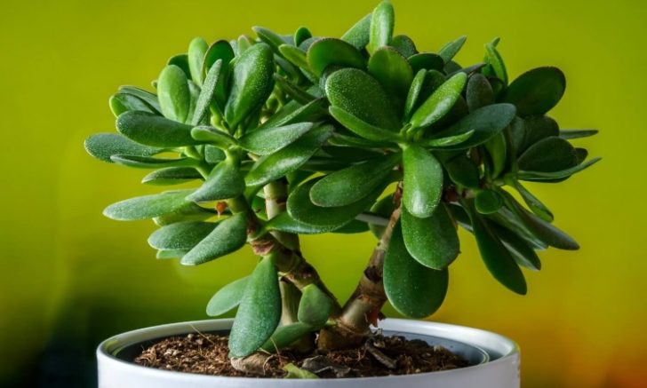 Como plantar Jade a partir de uma folha – Feliz Saúde